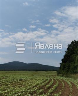 нива