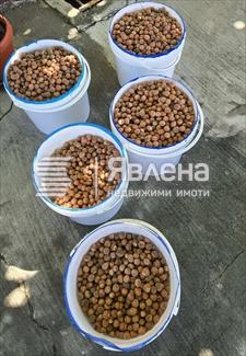 реколта