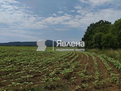 нива